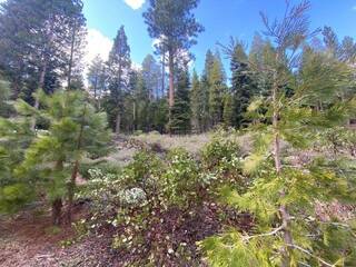 Listing Image 12 for 0000 Highway 49, Calpine, CA 96124